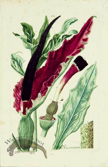 Blackwell German 169